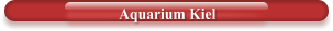Aquarium Kiel